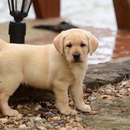 Labrador Retriever Puppies from Avery Labradors