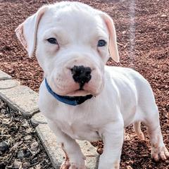 Boy 4 - Dogo Argentino puppy in Pueblo, Colorado from Palace Guard Dogos