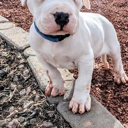 Boy 4 - Dogo Argentino puppy in Pueblo, Colorado from Palace Guard Dogos