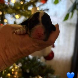 Burch - Tri-color male Bernedoodle puppy in Carlotta, California from Lost Coast Bernese Mountain Dogs