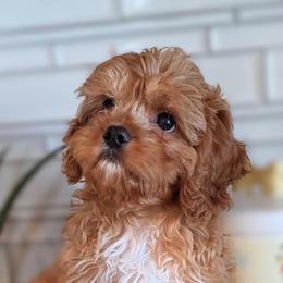 Rusty - Red male Cavapoo puppy in Caldwell, Idaho from Terrace Cav's