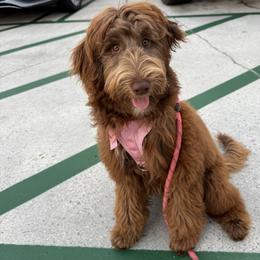Penelope - Goldendoodle