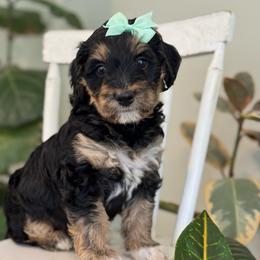 Mint - Tri-color female Bernedoodle puppy in Hesperia, Michigan from Red Acres Poodles & Doodles