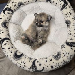 Starry - Beaver sable female Pomeranian puppy in Newport News, Virginia from Itty bitty friends