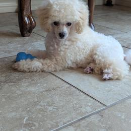 Poodle Puppies from Adagio Toy Poodles
