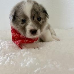 Batman - Blue merle and white male American Corgi puppy in Preston, Idaho from KC Bar Ranch Aussies