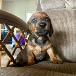Forrest - Red male Dachshund puppy in Brave, Pennsylvania from Maple Moon Dachshunds