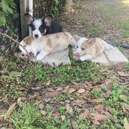 American Corgi and Pembroke Welsh Corgi Puppies from Swell Corgis