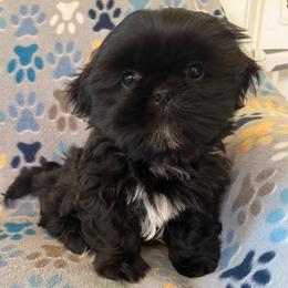 AKC male Champion bloodline Charlie - Black male Shih Tzu puppy in Long Beach, California from Shih Zu’s of Long Beach