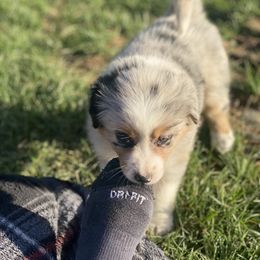 Australian Shepherd Puppies from Rolling Hills Australian Shepherds