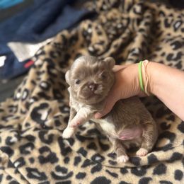 Champ - Light red male Pekingese puppy in Cumming, Georgia from Imperial Pekingese