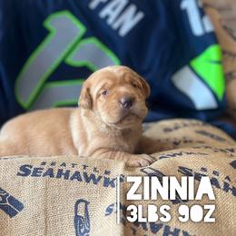 Zinnia - Yellow female Dilute Retriever puppy in Puyallup, Washington from 12 Door Farm Labradors