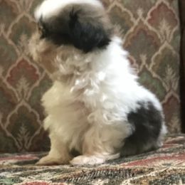 Shih Tzu Puppies from Willow Lane Shih Tzus