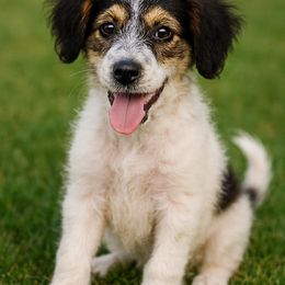 Puppy - Parti female Goldendoodle puppy in Point, Texas from Tiny Paws Goldendoodles