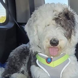 Sheepadoodles from Charming Farm Sheepadoodles