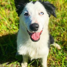 Border Collies and Rottweilers from Mottled Creek Farm
