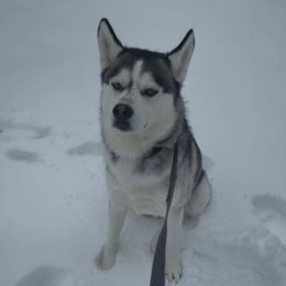 Naru - Siberian Husky