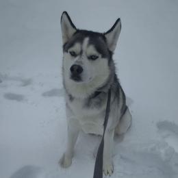 Naru - Siberian Husky
