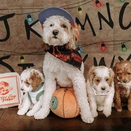 Wrigley - Goldendoodle