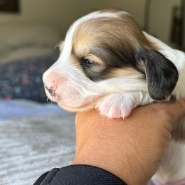 Boy 3 - Piebald male Dachshund puppy in Allenhurst, Georgia from B’s Dapper Dachshunds