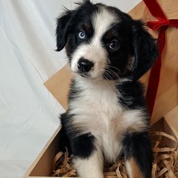 Buck - Black tri-color Australian Shepherd puppy in Quinlan, Texas from Murphy Ranch Australian Shepherds