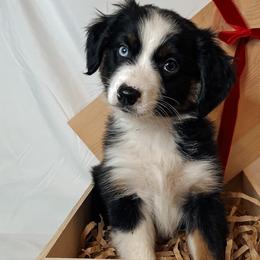 Buck - Black tri-color Australian Shepherd puppy in Quinlan, Texas from Murphy Ranch Australian Shepherds
