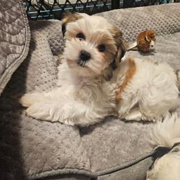 Biscuit - Black gold and white female Shorkie puppy in Chattanooga, Tennessee from Passion Pups TN
