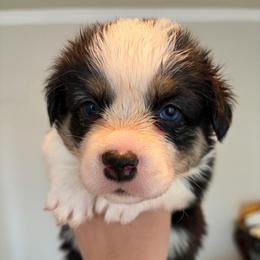 2 - Black and white male American Corgi puppy in Boyd, Texas from Barker's Corgis