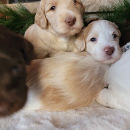 Australian Cobberdog Puppies from Heartland Hills Australian Cobberdogs
