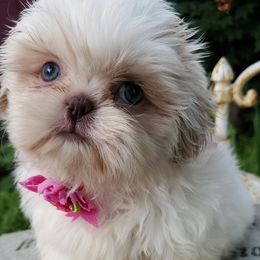 Shih Tzus from Fantasy Forest Kennels