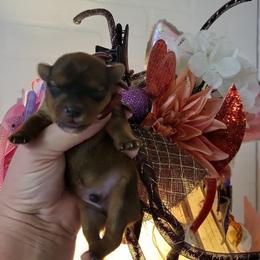 Yorkshire Terrier Puppies from Glitter And Glitz Yorkies