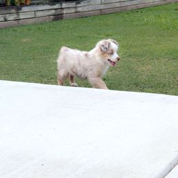 RMF2 - Red merle female Toy Australian Shepherd puppy in Pryor, Oklahoma from DK’s Littles & Co
