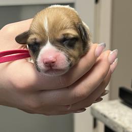 Girl 3 - Sable female Pembroke Welsh Corgi puppy in Ocala, Florida from Dolan Farms Corgis