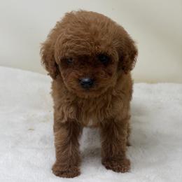 Girl 1 - Red  female Goldendoodle puppy in Haleyville, Alabama from Susan’s Prefurred Doodles