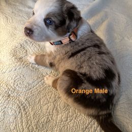 Australian Shepherd Puppies from Aussie Tree-O