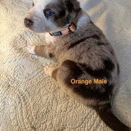 Australian Shepherd Puppies from Aussie Tree-O