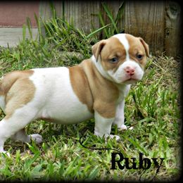 American Bulldog and French Bulldog Puppies from BackyardfinestBullys
