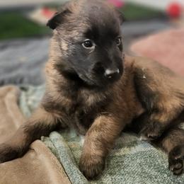 Limerick - Red sable male Belgian Malinois puppy in Portage, Wisconsin from Rock 'n Wool Aussies & Malinois