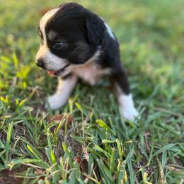 Strawberry pie - Black tri female Miniature Australian Shepherd puppy in Doddridge, Arkansas from Huddleston Farm