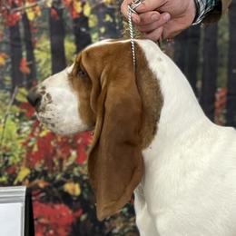 Victory - Basset Hound
