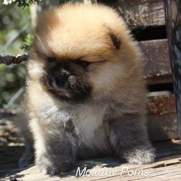 Fonzie - Orange sable male Pomeranian puppy in Los Angeles, California from Pommies of LA