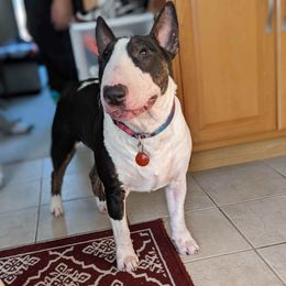 Violet  - Bull Terrier