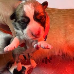 Boy 2 - Red male Pembroke Welsh Corgi puppy in Caliente, California from Rafter Cross 7