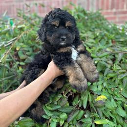 Lemon Meringue - Tri-color male Bernedoodle puppy in Herriman, Utah from Gypsi Doodles & Poodles LLC.