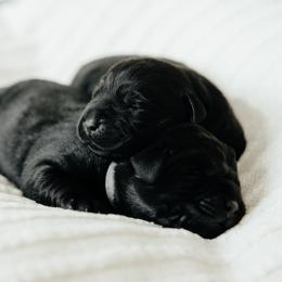 Light Blue Girl - Black female Labrador Retriever puppy in Southington, Ohio from Ridgemere Retrievers