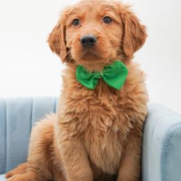 Snickers - Dark golden male Golden Retriever puppy in Elmwood Park, Illinois from Goldens&MiniAussiesWithFinesse