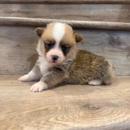 Draco - Red male Pembroke Welsh Corgi puppy in Phelan, California from Desert Sunset Pembroke Welsh Corgis
