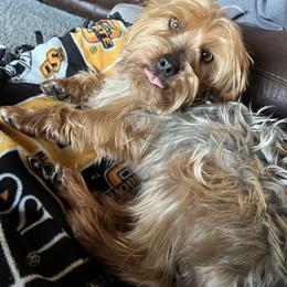 Hank - Yorkshire Terrier