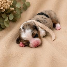 Fig - Blue merle female Miniature Australian Shepherd puppy in Oroville, California from Diamond Arrow Aussies