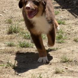 Meeny - Red tri-color male Miniature American Shepherd puppy in Garysburg, North Carolina from Schaefer's Miniature American Shepherds